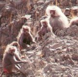 Baboon on the rocks