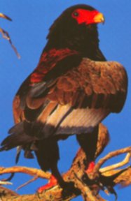 Bateleur (French word meaning circus performer.