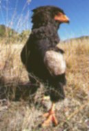 The bateleur occurs across a huge range