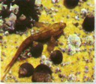 Blennies move into rock pools as the tide goes out