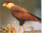 Long legs enable the caracara to sprint through tall vegetation