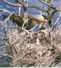 Cararara chicks remain at the nest for up to three months