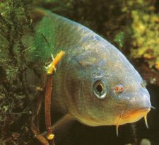 Carp can adapt to many different types of waters