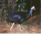 The cassowary keeps to thick cover