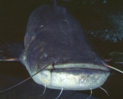 European catfish