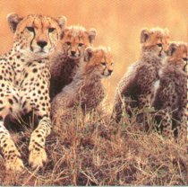 Cheetah cubs are born with long grey fur. They look like a ratel, a relative of the badger, which few animals will attack.