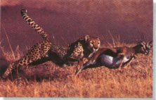 Fast food, cheetah style.