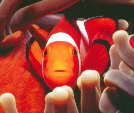 Common clownfish