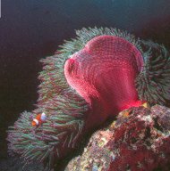 Sea anemone, host to the clownfish