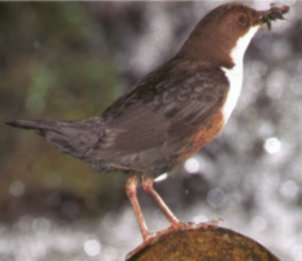 Dippers use a wide range of feeding methods