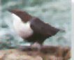 The male flashes his white chest to warn off other intruding males