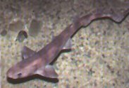 Dogfish are small sharks.