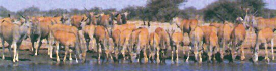 Typical herd would be up to 25 females and a few breeding males