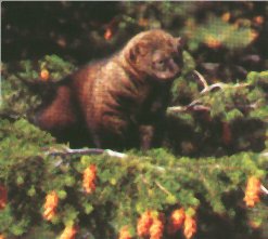 They prefer lowland conifer forests