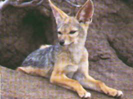 The jackal may use an earth den, a rocky outcrop, an old aardvark hole or an excavated termite mound in which to shelter, rest and rear its young.
