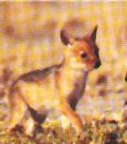 The pups are fed by both parents on regurgitated food