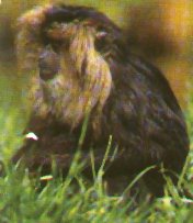 The macaque occasionally descends to the forest floor