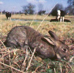 The European rabbit feeds mainly on grasses and herbage