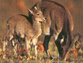 The young tahr is dependent on its mother for about six months