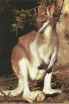 Whiptail Wallaby