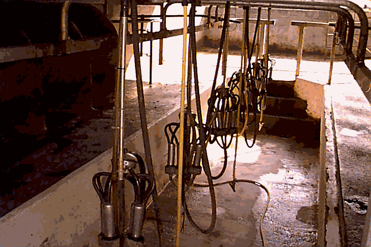 Milking Parlour