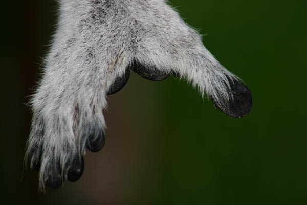 closeups (22)