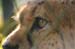 closeups (20)