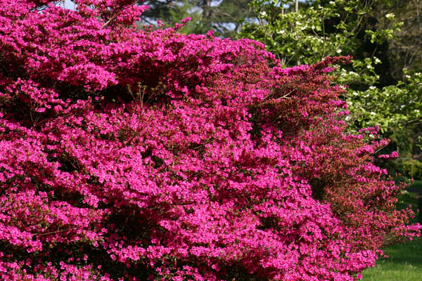 Fota_Gdns_April_04 (11)