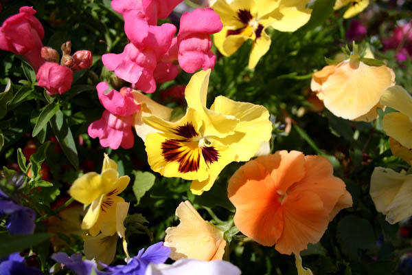 flower1