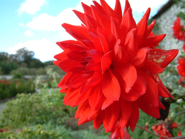 fota gdns july 03 (12)