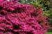 Fota_Gdns_April_04 (11)