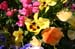 flower1