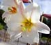 flower2