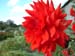 fota gdns july 03 (12)