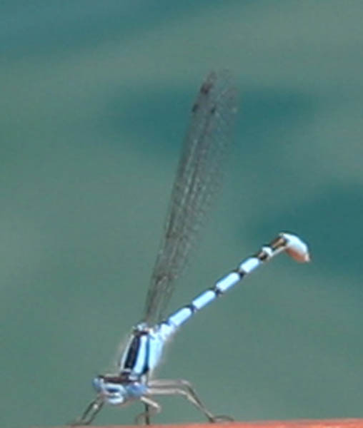 macro (1)