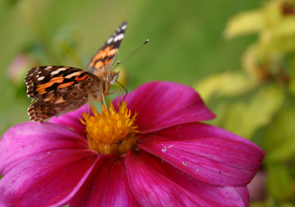 macro (11)