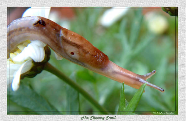 macro (13)