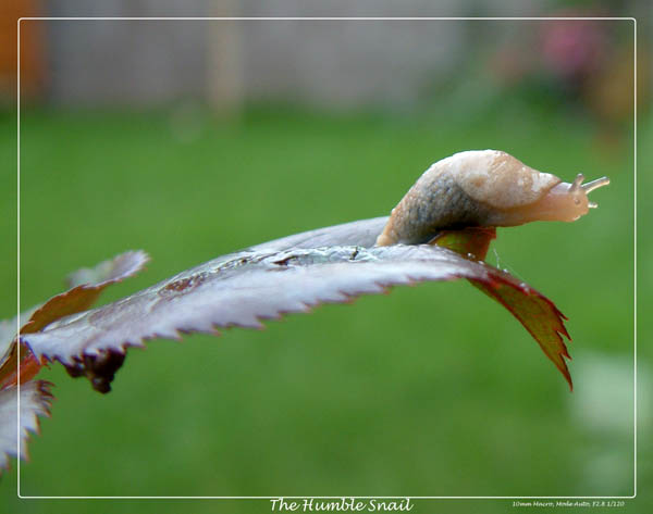 macro (14)