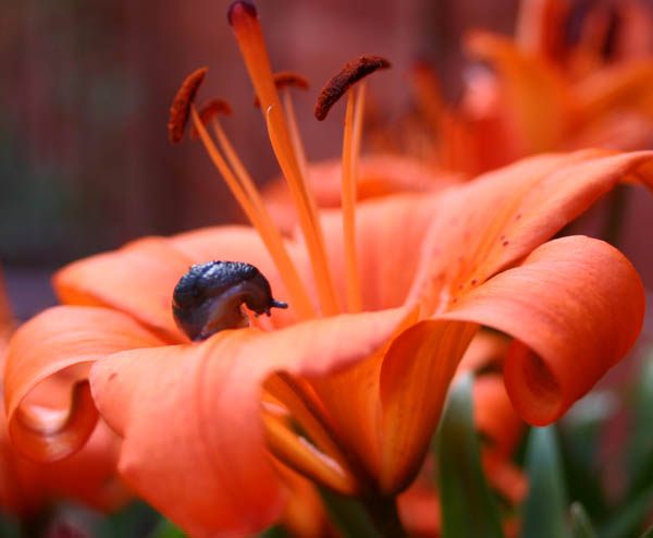 macro (2)