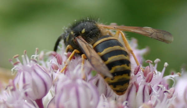 macro (4)
