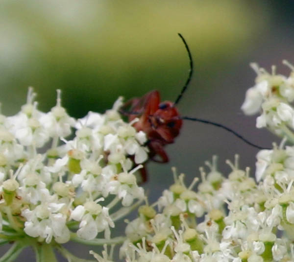 macro (5)