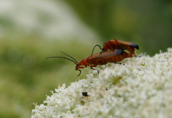 macro (7)