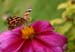 macro (11)