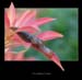 macro (12)