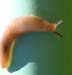 macro (3)