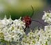 macro (5)