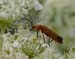 macro (6)