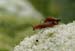 macro (7)