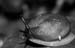 macro (9)