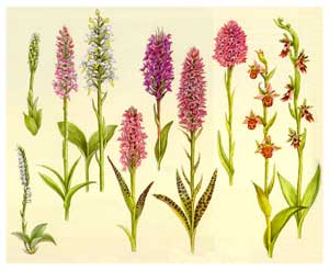 The Burren Flora
